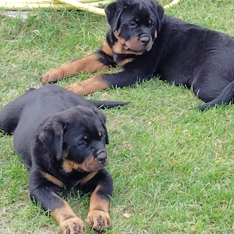 Rottweiler Welpe